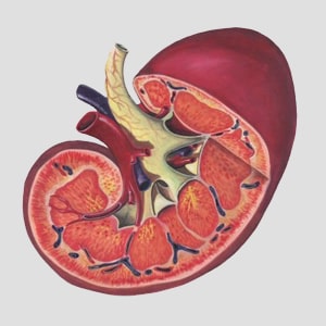 Acute Kidney Disease Treatment